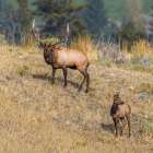 A bull elk maintains his majesty during the breeding season. Art Print